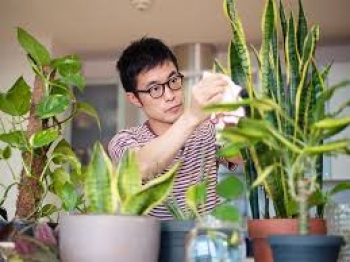 Lợi ích của việc trồng cây trong nhà
