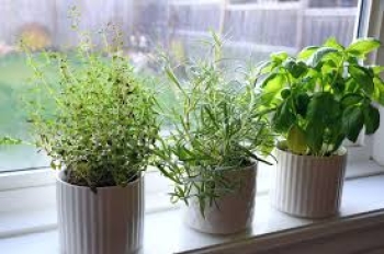 Hướng dẫn trồng thảo mộc trong vườn nhà bếp của bạn