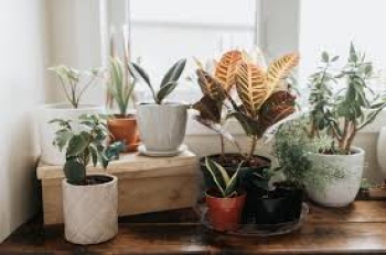 Top 5 loại cây trồng trong nhà ít cần bảo trì nhất cho người mới bắt đầu