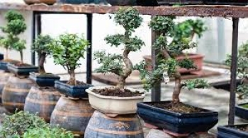Nghệ thuật cây cảnh: Một cái cây thu nhỏ với lịch sử phong phú