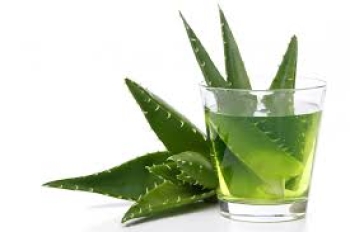 Sức mạnh chữa bệnh của nha đam: Một cây thuốc