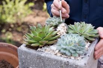Chăm sóc bộ sưu tập mọng nước của bạn: Mẹo và thủ thuật