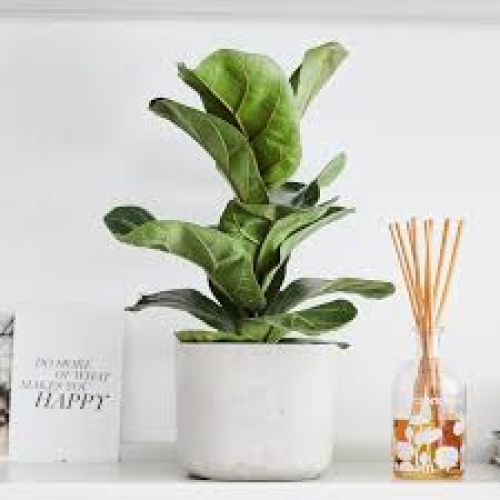 Cây Ficus Lyrata