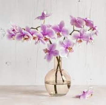 Phong lan