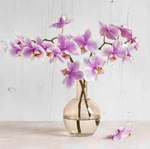 Phong lan